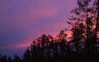Красивый закат солнца восхода солнца в лесу солнечного лета хвойных.  Солнечные лучи света через лес в лесу Стоковое Фото - изображение  насчитывающей закат, древесина: 195320688