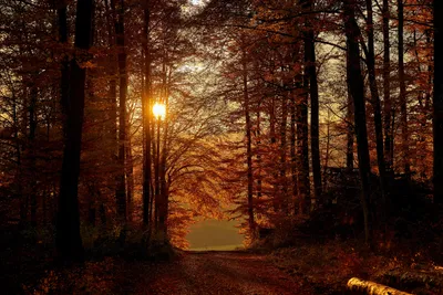 Закат в лесу на фоне заката | Премиум Фото