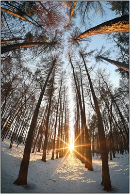 File:Зимний закат в еловом лесу.jpg - Wikimedia Commons