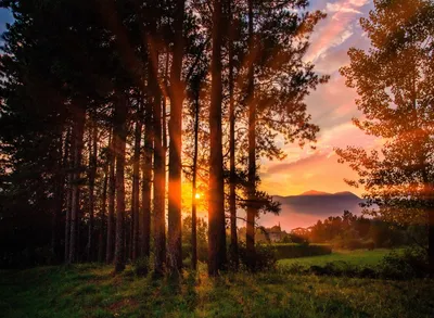 Сумеречный Закат После Захода Солнца В Небе В Лесу — стоковые фотографии и  другие картинки Без людей - iStock