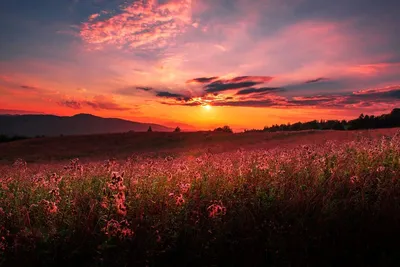 Закат над полем озимой пшеницы в Рязанской области. — Фото №341608