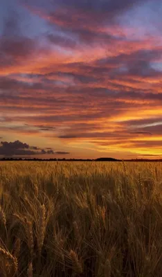 Закат над полем пшеницы | Закаты, Пейзажи, Живописные пейзажи
