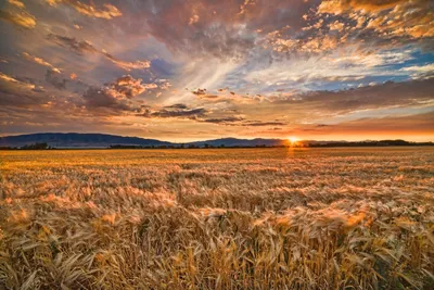 Пшеничное поле на закате (52 фото) - 52 фото