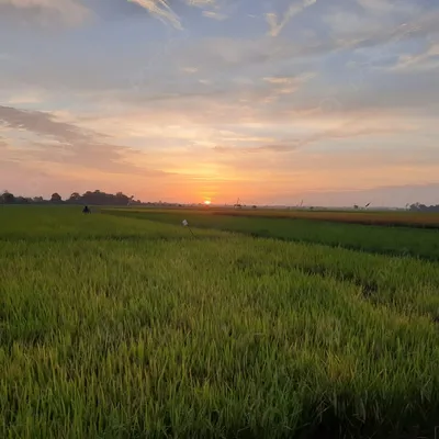 фотографии заката на рисовом поле, закат солнца, рисовые поля, Фото фон  картинки и Фото для бесплатной загрузки