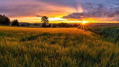 Бесплатное изображение: Солнце, атмосфера, пейзаж, трава, Закат, поле,  Облако, Горизонт