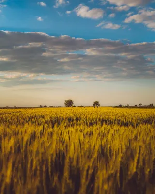 красивый закат в поле с сеном летом Стоковое Изображение - изображение  насчитывающей тоскана, взгляд: 225612009
