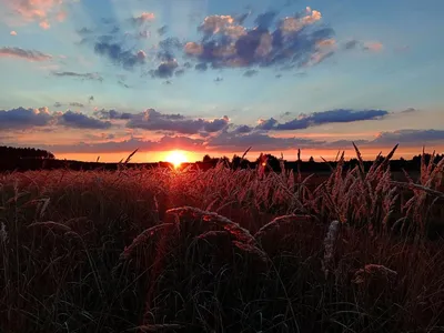 Солнце на закат.Пшеничное поле остаётся ночевать. :: Евгений Воропинов –  Социальная сеть ФотоКто