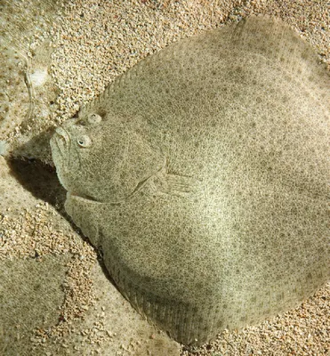 В Одессе замерзло море: арктические пейзажи (фоторепортаж) | Новости Одессы