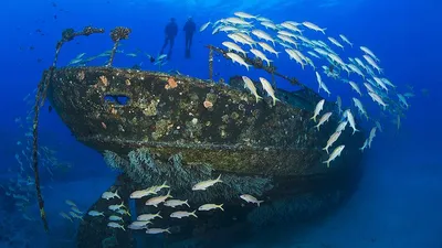 Под водой много кораллов затонувших …» — создано в Шедевруме