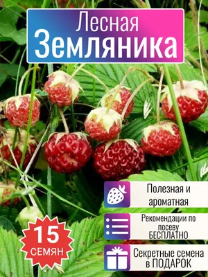 Файл:Клубника луговая Земляники садовая и лесная (Fragaria viridis ananassa  vesca) f001.jpg — Википедия