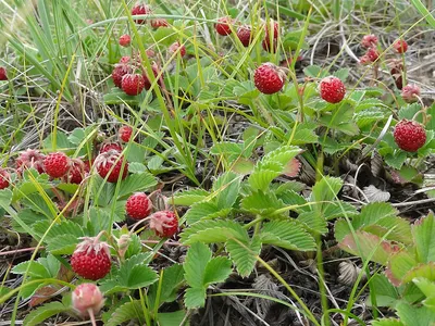 земляникой зеленой, или луговой (Fragaria viridis)