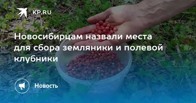 В Новосибирске назвали места с земляникой и полевой клубникой | Кухня | АиФ  Новосибирск