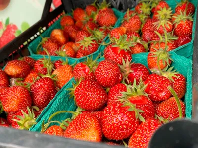 Земляника садовая (клубника) Царскосельская купить по цене руб. в Москве в  питомнике растений Южный