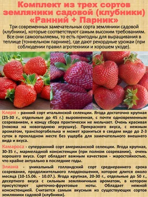 Земляника садовая Чамора Туруси: продажа, цена в Алматы. Семена, саженцы и  рассада плодово-ягодных культур от \"Питомник саженцев \"Аниг\"\" - 72056292