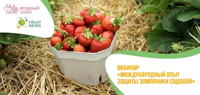 Рассада Земляника Азия ранняя купить в питомнике