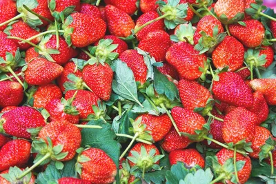 File:Клубника луговая Земляники садовая и лесная (Fragaria viridis ananassa  vesca) f001.jpg - Wikipedia