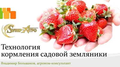 5 шагов к богатому урожаю земляники садовой — это надо просто запомнить в  2023 г | Мульча, Идеи, Ягоды