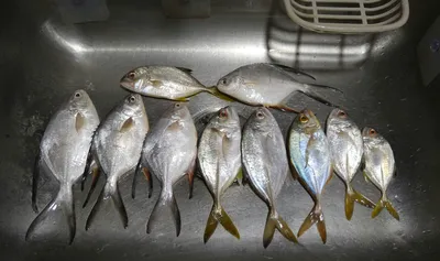 Жаренные рыбы-попугаи - Manamana