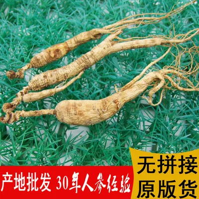 PLANT_ALASKIN_GINSENG_PHOTO.jpg