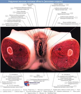 Анатомия женской репродуктивной системы: особенности устройства и функции