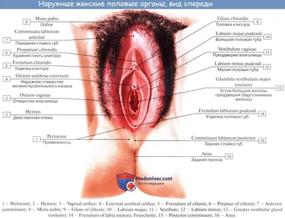 Лабиопластика половых губ – цена в Москве в медицинском центре «МАК ЭКО»