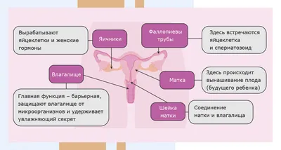 Анатомия: Наружные женские половые органы. Женская половая область. Лобок