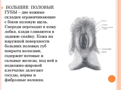 ᐅ Лабиопластика в Киеве ᐊ Цены и отзывы на пластику половых губ в клинике  Аура