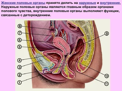 От чего зависит строение половых губ?Виды половых губ. | eromaniay | Дзен