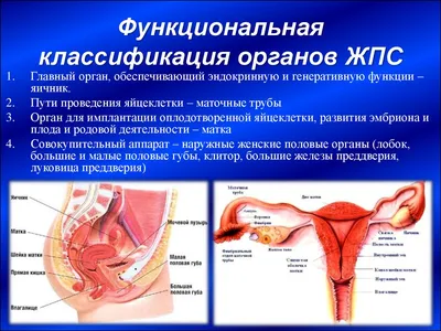 Классификация женских половых органов: что такое «сиповка» и «королёк»?