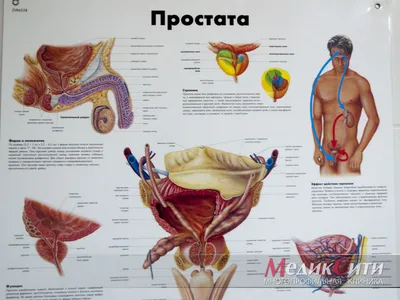 Cквиртинг (сквирт, струйный оргазм) и женская эякуляция. | Валерий Салтыков  | Дзен