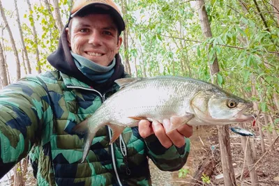 Рыба жерех🐟: фото и описание. Как выглядит жерех👍, чем питается и где  водится