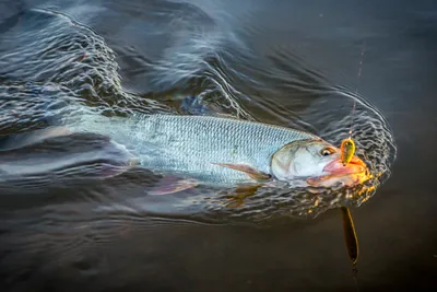 ЛОВЛЯ ЖЕРЕХА НА УЛЬТРАЛАЙТ 🐟 Журнал SV MARKET