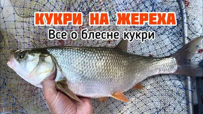 Жерех - Клуб Любителей Воблеров