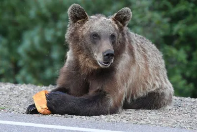 Конфликтные медведи юга Якутии | Русский охотничий портал | Дзен