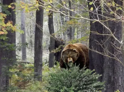 Огромный медведь людоед не даёт людям собирать грибы | Пикабу