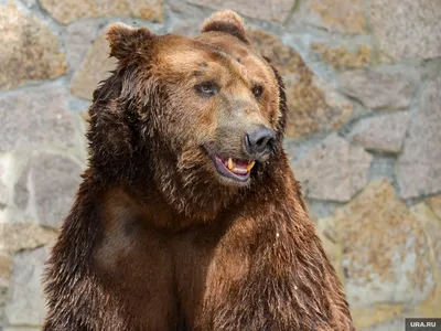 В Челябинской области сбили медведя, который лежал на обочине