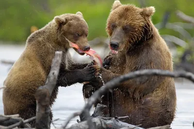 Российский фотограф рассказал, как научился ладить с медведями - Российская  газета