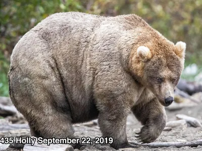 Убивший туриста медведь-людоед сумел сбежать и бродит в лесу - МК