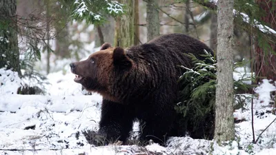 Кому еще охота. Как иркутский губернатор застрелил медведя в берлоге |  Статьи | Известия