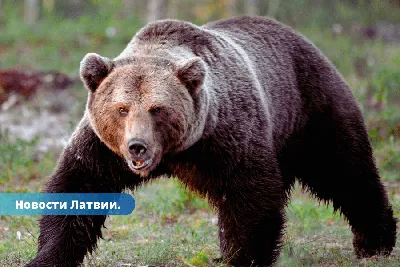 Медведь в Магадане 2023: еще одна жертва, медведь убил женщину в Магадане,  что известно на 23 июня - KP.RU