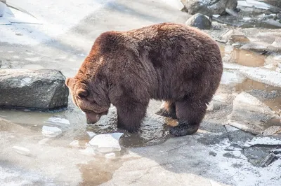 Почему не надо кормить медведей? Часть 2 - Русский охотничий портал