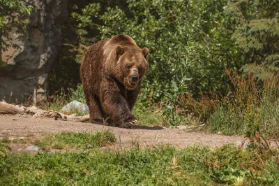 В Румынии расплодились медведи и нападают на людей - BBC News Русская служба