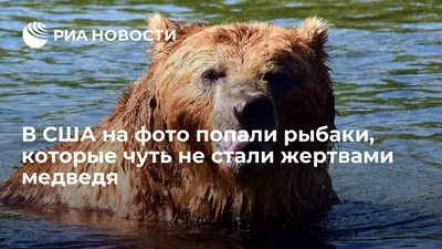 В подмосковном лесу объявился кровожадный медведь: задрал козу, напугал  грибников - МК