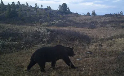 Фото жертв медведя фото