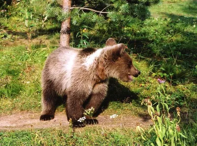 В США медведь устроил берлогу под порогом дома местных жителей (фото)