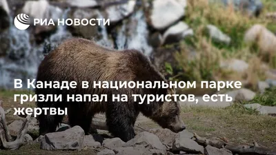 «5 минут уверял полицию, что это не розыгрыш». Как медведь напал на  пенсионера под Воронежем