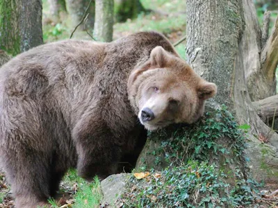 Ночь гризли: нападения медведей на людей в парке США