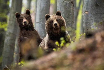 Узнали, сколько медведей обитает на территории Беларуси
