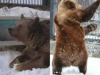 В Ташкентском зоопарке весной \"сыграют свадьбу\" для медведя Зузу. Он стал  звездой соцсетей после инцидента с девочкой. Видео , Новости Узбекистана