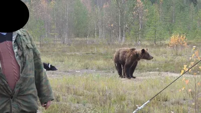 Медведь унюхал фотоловушку в Северной Осетии и быстро ретировался |  ОБЩЕСТВО:Экология | ОБЩЕСТВО | АиФ Ставрополь